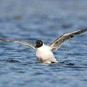Franklin's Gull